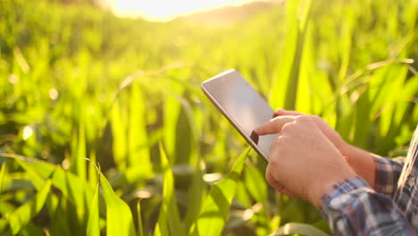 Lens-Flare:-Ein-Moderner-Landwirt-Mit-Einem-Tablet-In-Der-Hand-Inspiziert-Maissprossen,-Um-Die-Zukünftige-Ernte-Und-Produktqualität-Zu-Analysieren.-Farmmanagement-über-Das-Internet